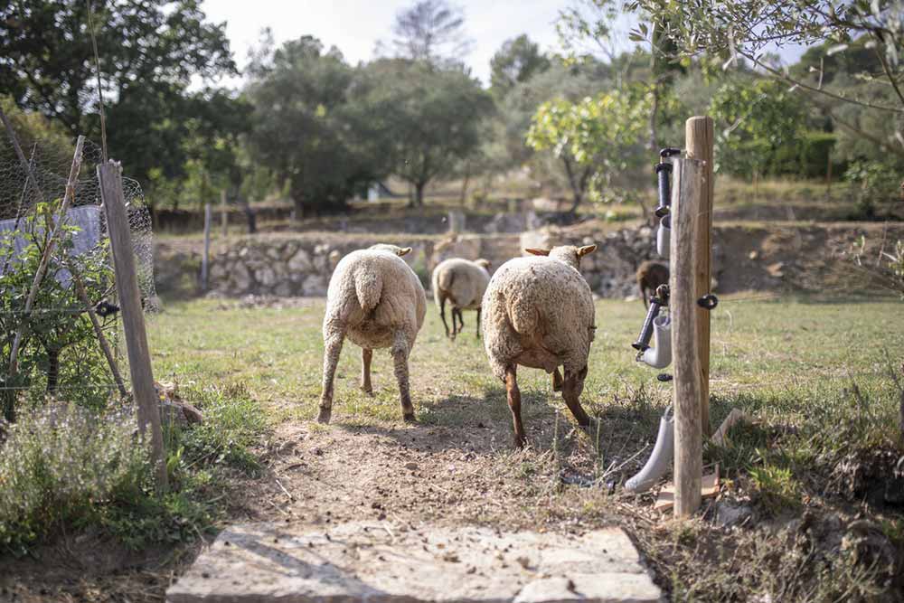 Des moutons pas farouches.