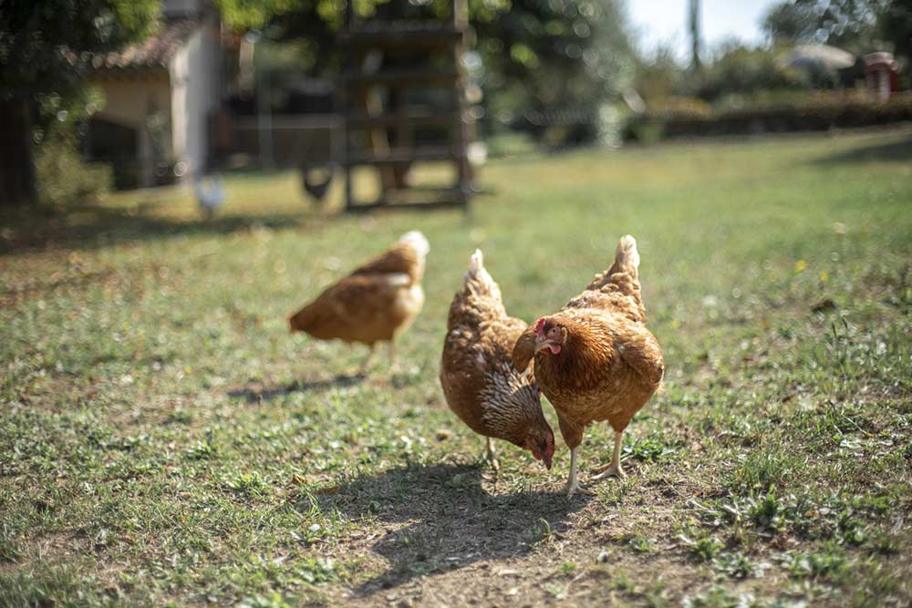 Mas des Romarins - Les poules sont en vadrouille.