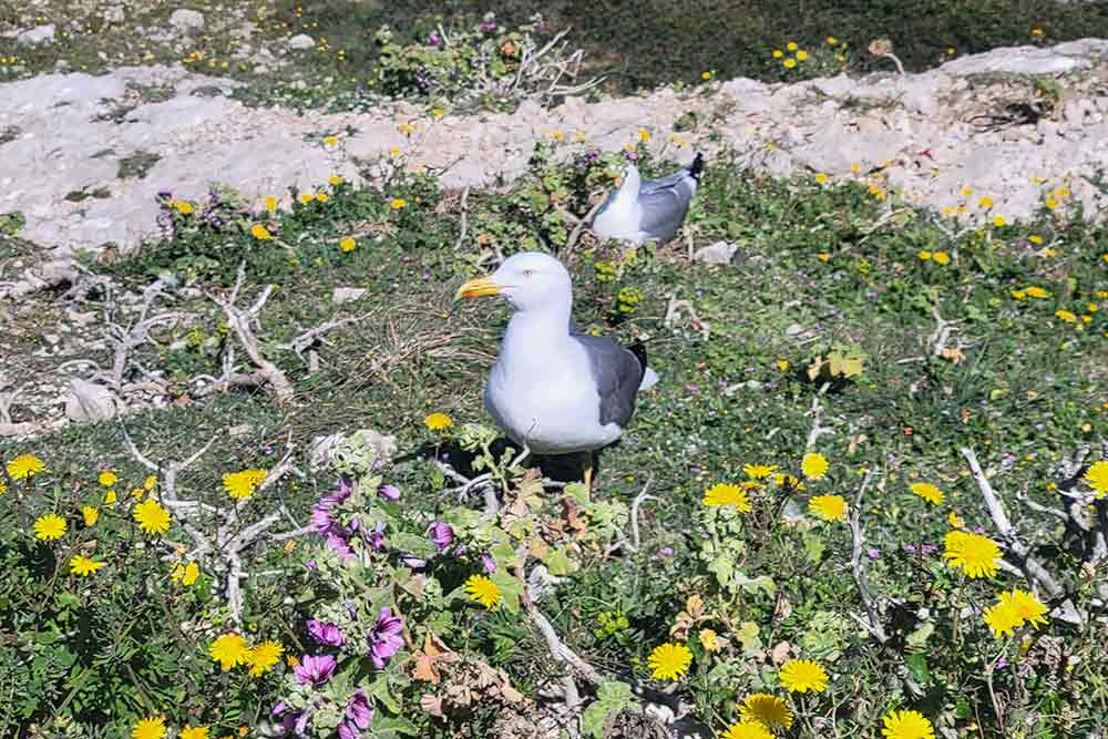 La nature a repris tous ses droits sur l’îlot de Tiboulen.