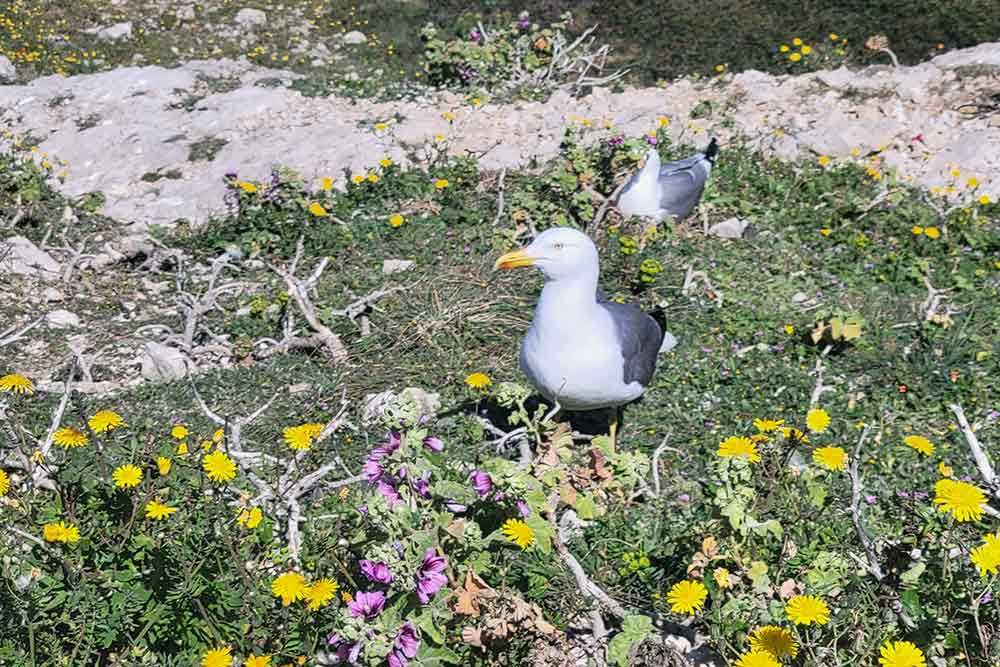 On estime à 3 000 le nombre de couples de goélands sur les îles du Frioul.