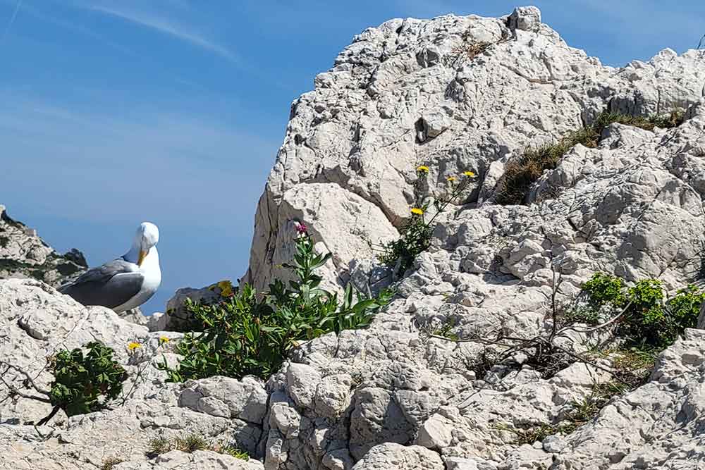 Frioul - La roche du Frioul est blanche et particulièrement éblouissante quand le soleil brille