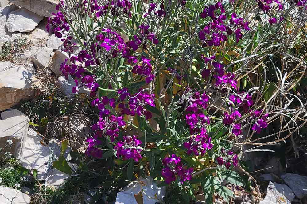 Frioul - La végétation offre des couleurs magnifiques.