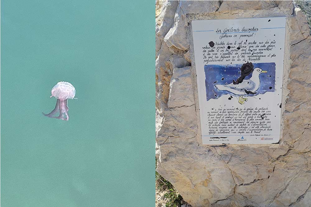 Une méduse dans le port du Frioul. Avec le réchauffement des eaux, elles sont de plus en plus nombreuses. Photo verticale 8 : Un panneau explicatif sur les goélands, seigneurs des îles du Frioul.