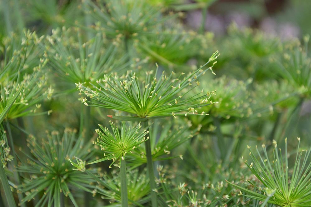 Le papyrus (Cyperus papyrus L.), aussi appelé souchet à papier.