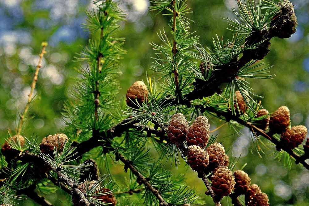 Eau by Valmont - Mélèze