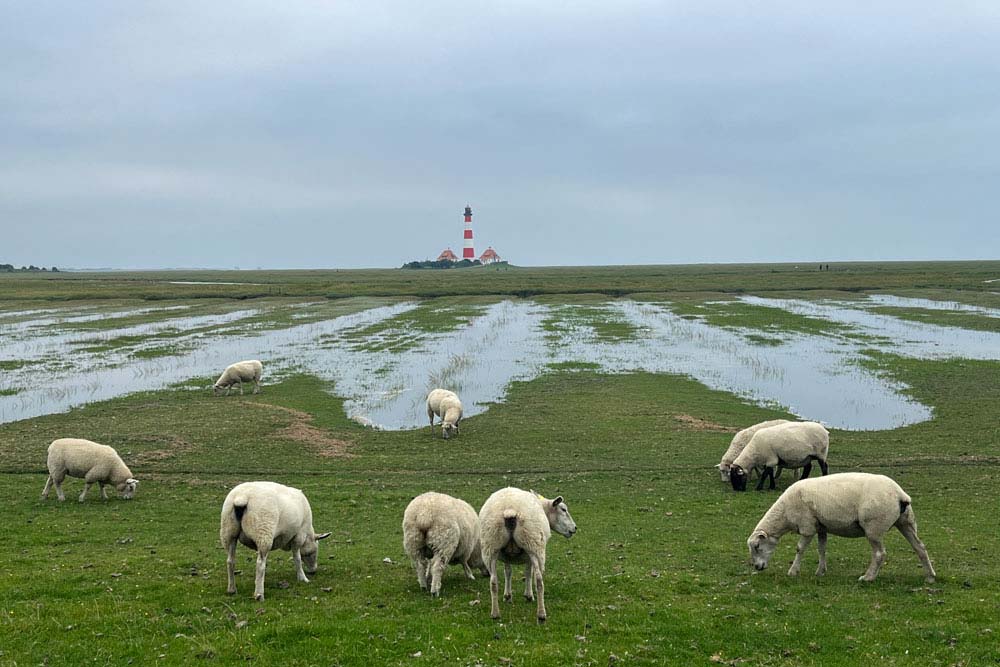 Schleswig Holstein - Mouton dans les prés salés avec au loin le phare de Westerhever