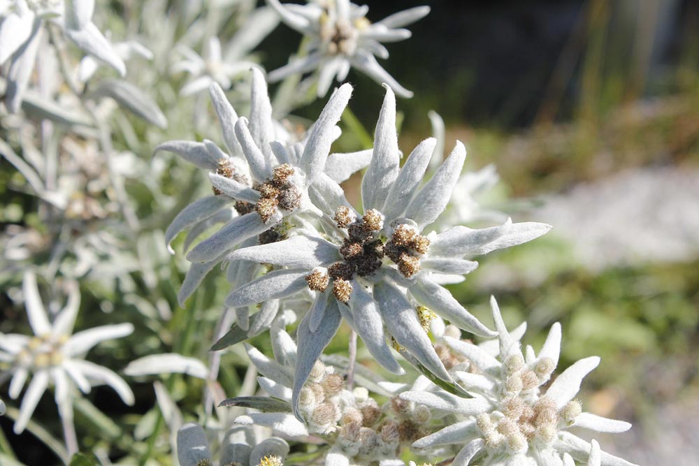 Edelweiss du Valais