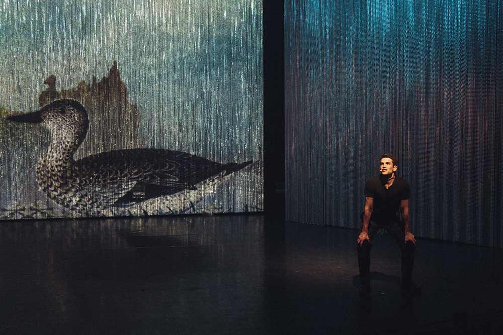 Le Vilain Petit Canard - Photo d'un canard.