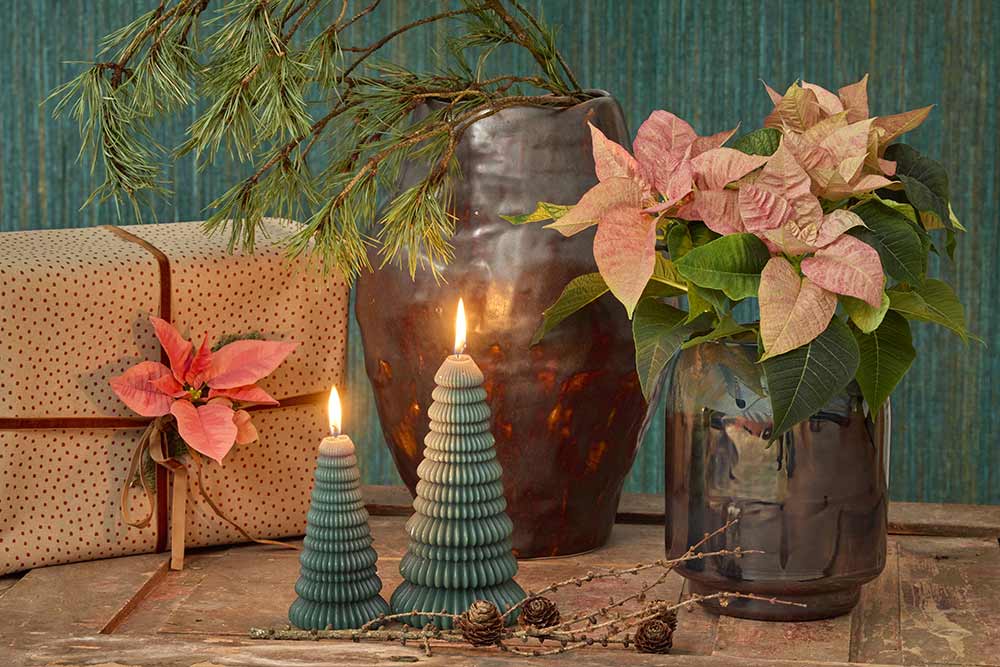 Poinsettias - Une belle décoration avec ces jolies fleurs.