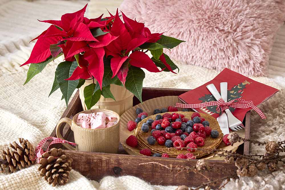 Poinsettia et gourmandise.