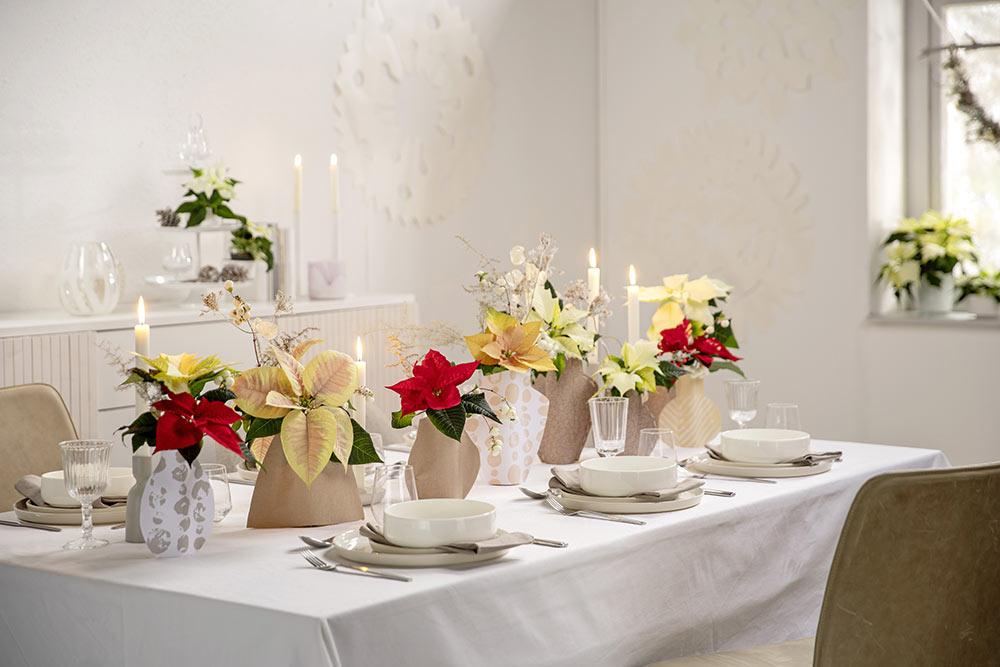 Poinsettias - Un centre de table qui donne envie de s'assoir. 