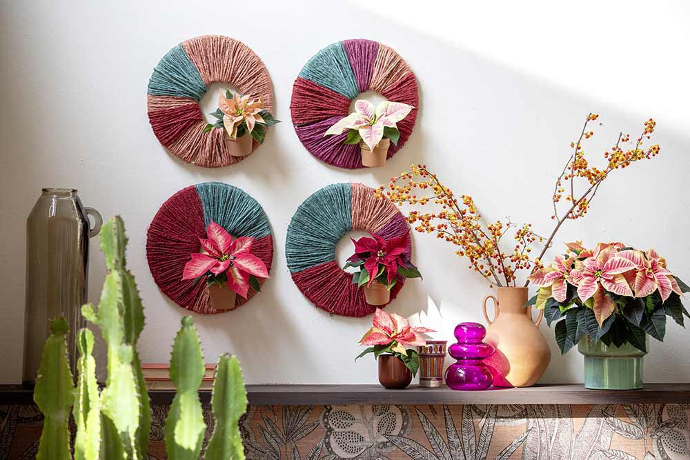 Poinsettias - Une belle idée de décoration.