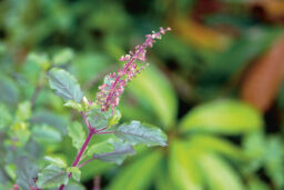 Le nom latin du basilic sacré est Ocimum tenuiflorum.