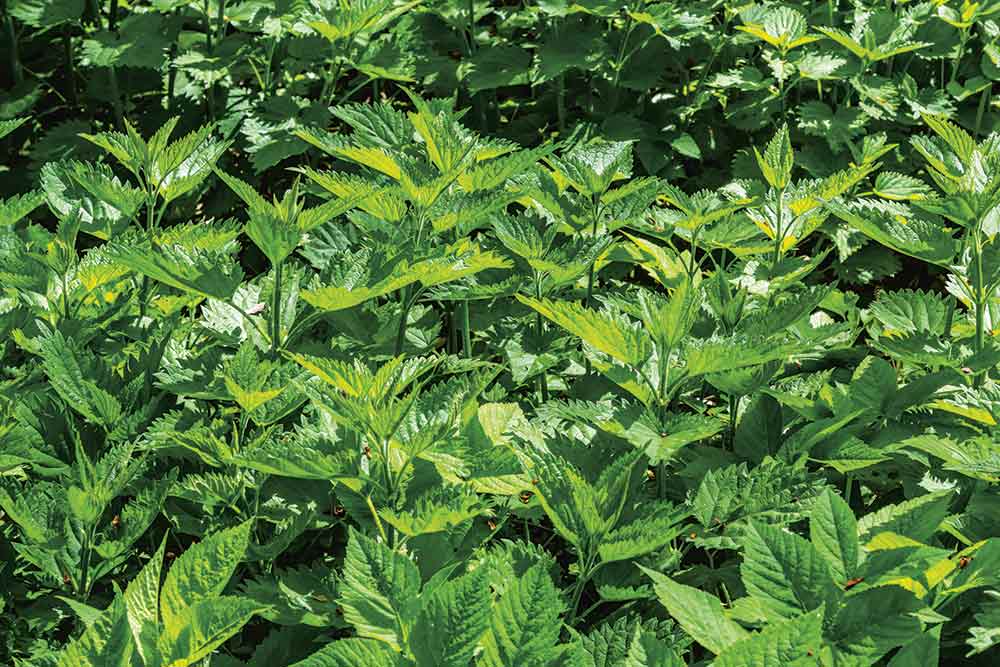 Plantes - L'ortie est un antidouleur et un anti-inflammatoire pour les douleurs articulaires, l'arthrose, les rhumatismes, les tendinites, les douleurs musculaires.