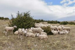 Moutons du Larzac