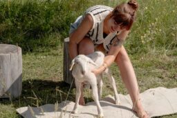 Le Tapis de Laine - un agneau vraiment mignon.