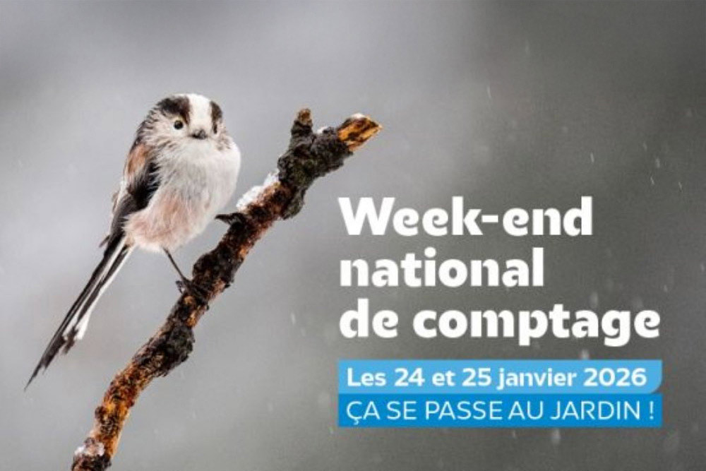 Comptage - L’affiche de l’évènement. ©LPO