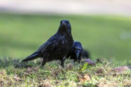 Corbeau freux : en bande, les corbeaux freux “labourent” la pelouse à la recherche de vers et de larves.