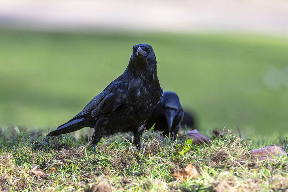 Corbeau freux : en bande, les corbeaux freux “labourent” la pelouse à la recherche de vers et de larves.