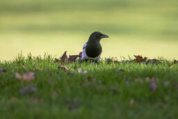 Comptage - Pie bavarde : toujours en alerte, elle explore la moindre opportunité.