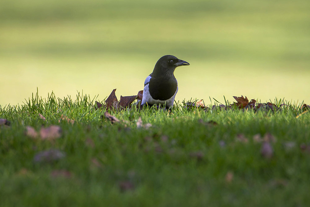 Comptage - Pie bavarde : toujours en alerte, elle explore la moindre opportunité.