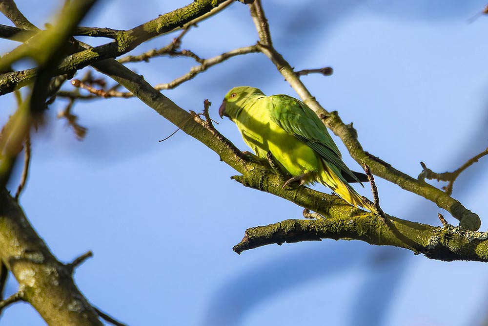 Vert vif et cris reconnaissables, la perruche à collier, désormais habituée de plusieurs parcs parisiens.