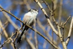 Comptage - Mésange à longue queue, une si jolie boule de plumes prolongée d’une queue démesurée.