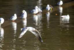 Mouette rieuse : une belle envolée.