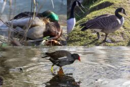 Comptage - Tête vert émeraude et poitrail brun, le canard colvert se repose à l’abri, au bord du bassin. Tête noire et bavette blanche, la bernache du Canada, une habituée des pelouses au bord de l’eau. Bec rouge à pointe jaune : la gallinule fouille la berge et les zones peu profondes du plan d’eau.