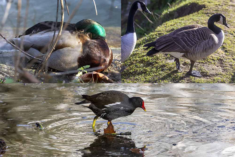 Comptage - Tête vert émeraude et poitrail brun, le canard colvert se repose à l’abri, au bord du bassin. Tête noire et bavette blanche, la bernache du Canada, une habituée des pelouses au bord de l’eau. Bec rouge à pointe jaune : la gallinule fouille la berge et les zones peu profondes du plan d’eau.