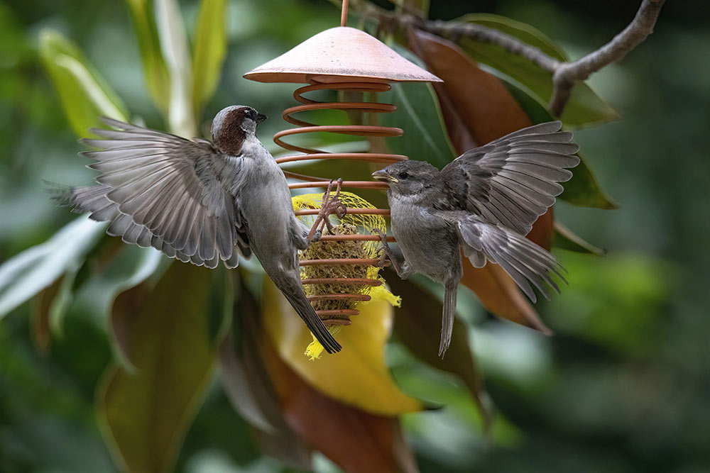 Moineaux domestiques : ça se dispute la place au restaurant… ailes ouvertes et énergie à fond.