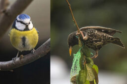 Comptage - Mésange bleue : petite, rapide, et redoutablement efficace sur les boules de graisse. Étourneau sansonnet : acrobate du jardin, l’étourneau sansonnet s’accroche au filet pour picorer la boule de graisse.