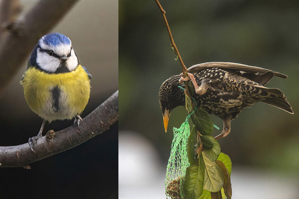 Comptage - Mésange bleue : petite, rapide, et redoutablement efficace sur les boules de graisse. Étourneau sansonnet : acrobate du jardin, l’étourneau sansonnet s’accroche au filet pour picorer la boule de graisse.