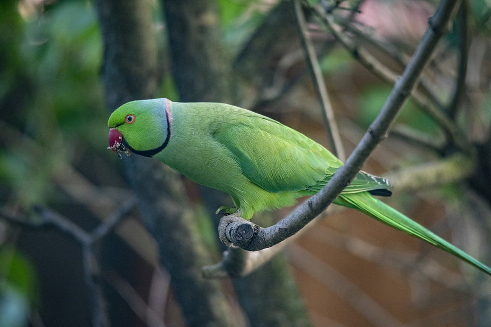 Perruche à collier : une visite éclair, quelques coups de bec, et déjà repartie.