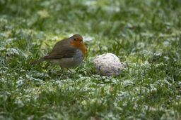 Comptage - Rouge-Gorge sur l’herbe : une scène d’hiver, simple et précieuse, à deux pas de la maison.