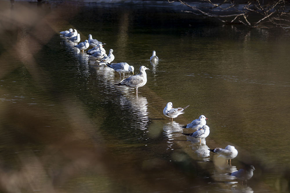 En plumage d’hiver, les mouettes rieuses se regroupent et se reposent sur l’eau calme du parc Montsouris.