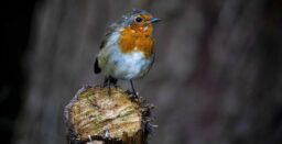 Comptage - Rouge-Gorge familier : il observe, hésite, puis s’approche, toujours avec prudence.