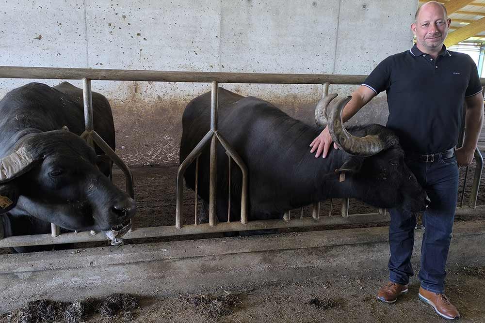 Une cinquantaine de bufflonnes.