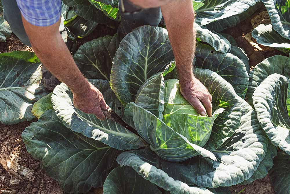 Escales Alsaciennes - Il faut 2 kilos de chou pour faire un 1 kilo de choucroute.