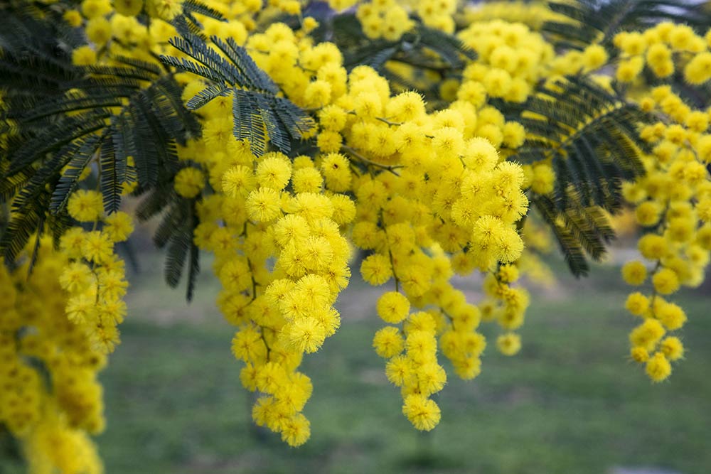 Mimosa - Avant la fête, avant les chars, il y a ce jaune-là.