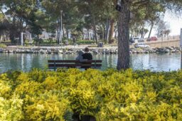 A Mandelieu-La Napoule, le mimosa s’invite jusque dans les paysages du quotidien et donne le coup d’envoi de l’hiver azuréen.