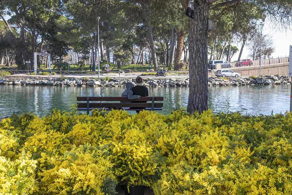A Mandelieu-La Napoule, le mimosa s’invite jusque dans les paysages du quotidien et donne le coup d’envoi de l’hiver azuréen.