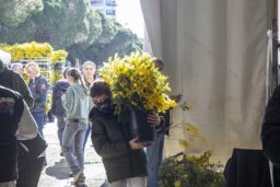 mimosa - Le mimosa circule de main en main. Ici, la fête se prépare en famille, génération après génération.