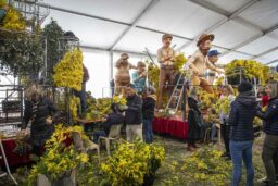 Dans les coulisses du corso, les bénévoles piquent le mimosa à la main. Un travail patient et collectif, à l’abri des regards.