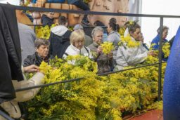 Mimosa - Générations mêlées, gestes précis : le mimosa se pique à la main, branche après branche.