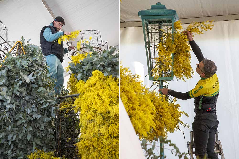 Mimosa - Le mimosa se hisse en hauteur : équilibre et savoir-faire pour habiller chaque détail.