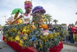 Mimosa - Le superbe char des Antilles.