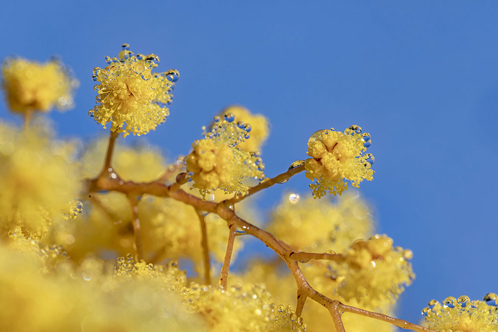 Fleur emblématique de Mandelieu, le mimosa transforme l’hiver en saison solaire.