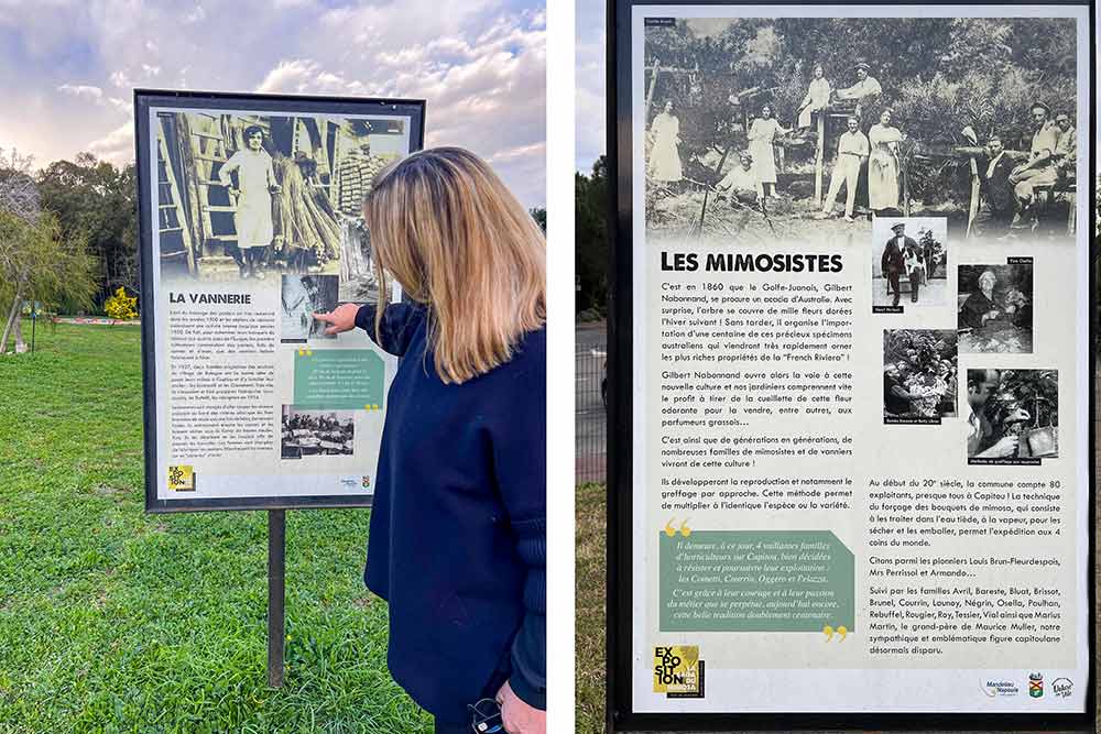 Mandelieu - Des panneaux nous racontent l’histoire du mimosa.