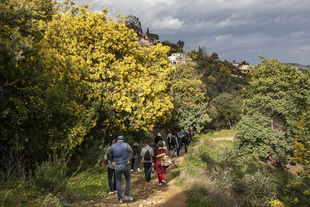 Mandelieu - A Gauche, à droite, partout des mimosas.